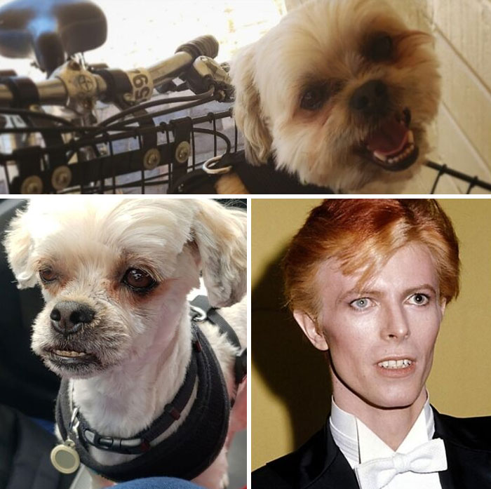 Be Specific With A New Groomer Or Your Dog Can Turn Into A Poor Picture Of David Bowie