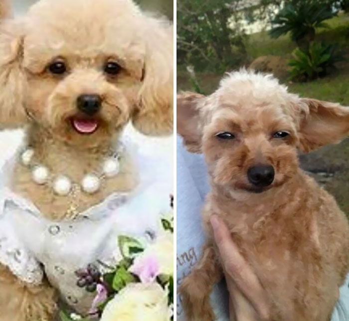 Took My Dog To The Groomers And Wanted It Cut Like The Dog On The Left. They Nailed It