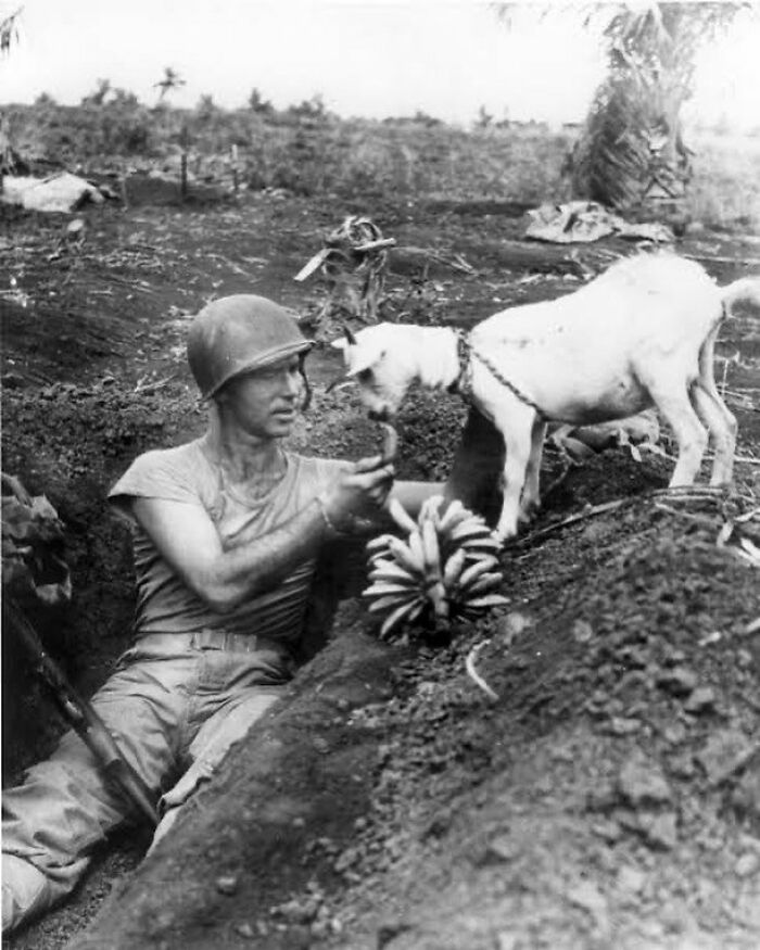 1944. Us Marine First Sergeant Neil Shober Shares A Banana With A Goat As He Keeps Cover In His Bunker During The Battle Of Saipan