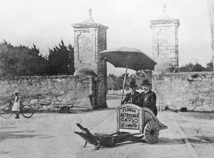 1900s. Florida Governor W. S. Jennings (Right) In An Alligator Cart By The St. Augustine City Gates