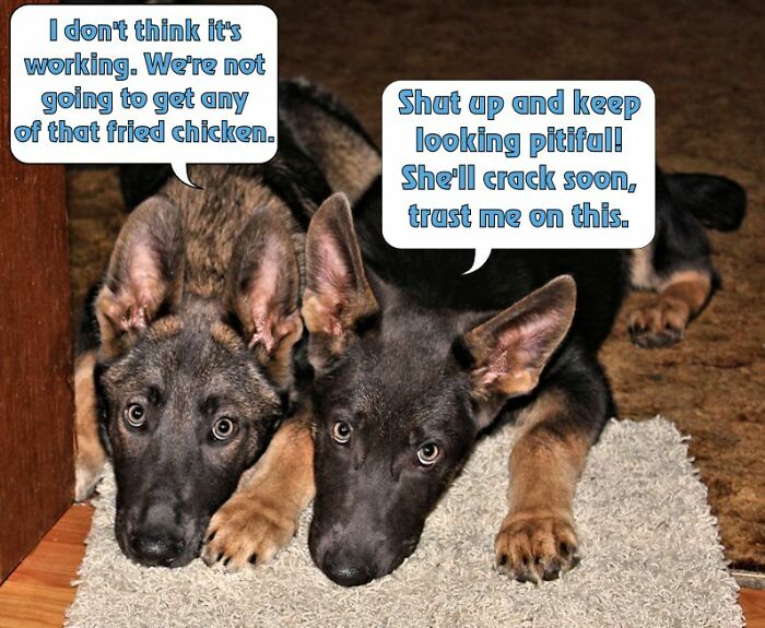 I Used To Enjoy Captioning Cute Photos I Snapped Of The Pups I Bred For Service Dog Work