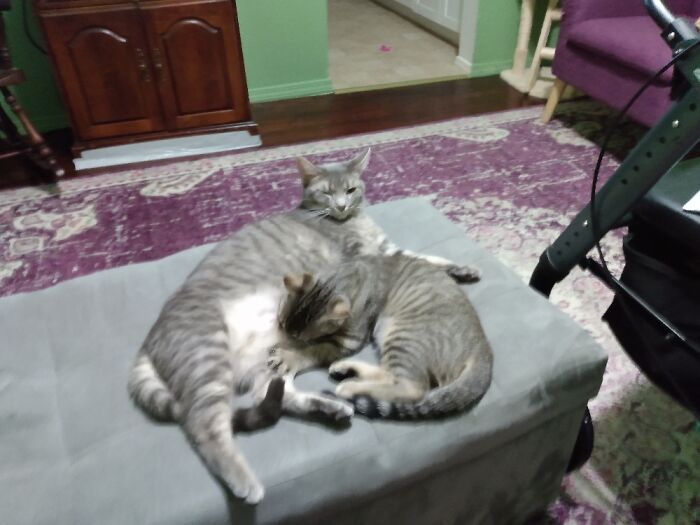 Audi Trying To Nurse. Bouche Just Puts Up With It