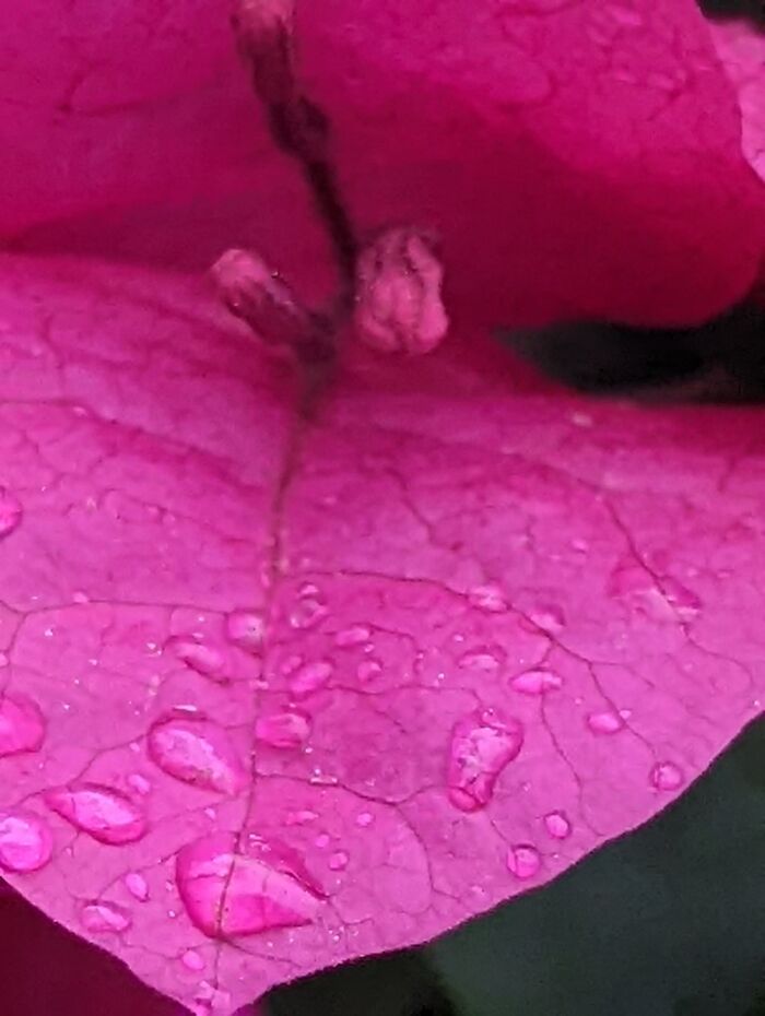 Raindrops On A Flower