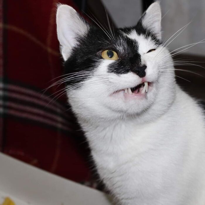 Say What? No More Treats?