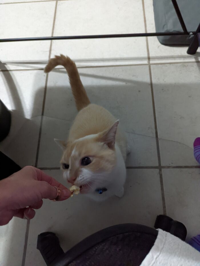 I Must Have The Popped Corn Human. Give Me Now