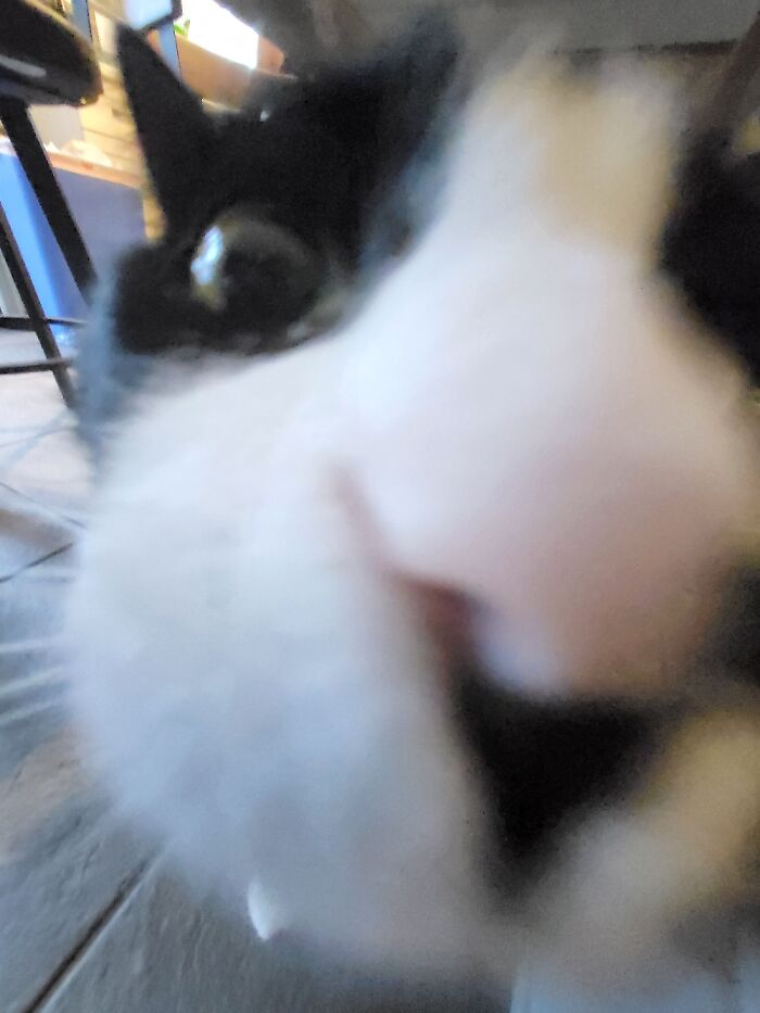 He Likes To Sniff The Camera