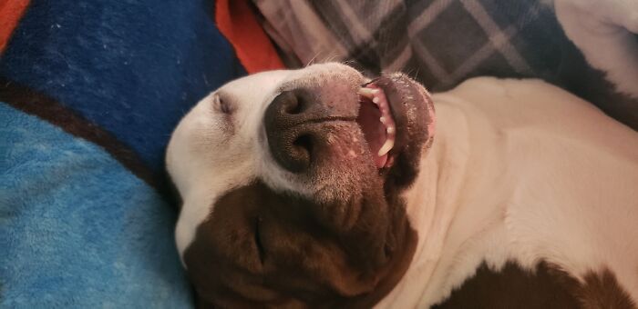 Zonked Out Maddux. My Snuggle Buddy