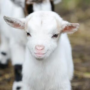 brynleeharrison avatar