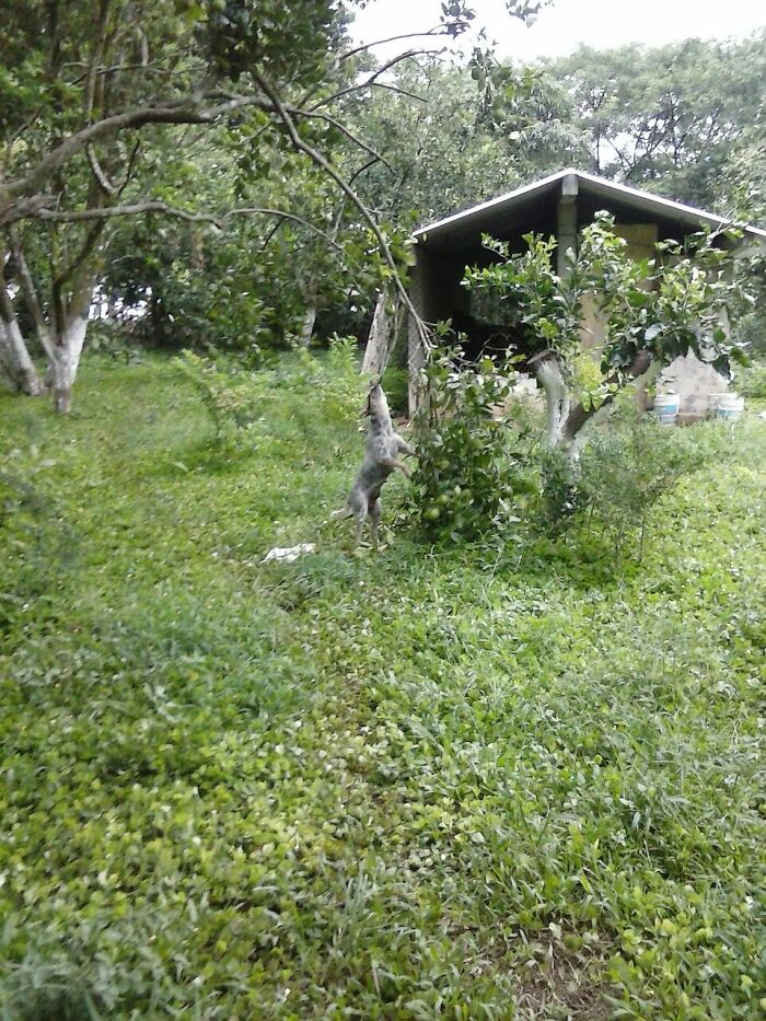 It's My Australian Shepherd Hanging From An Orange Tree