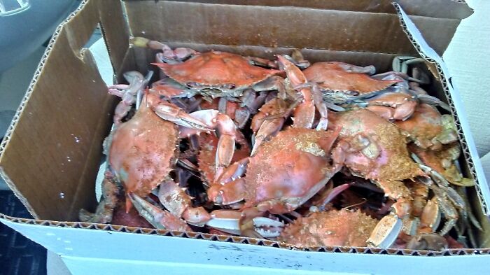 Crabs!!! Southern Maryland Blue Crabs
