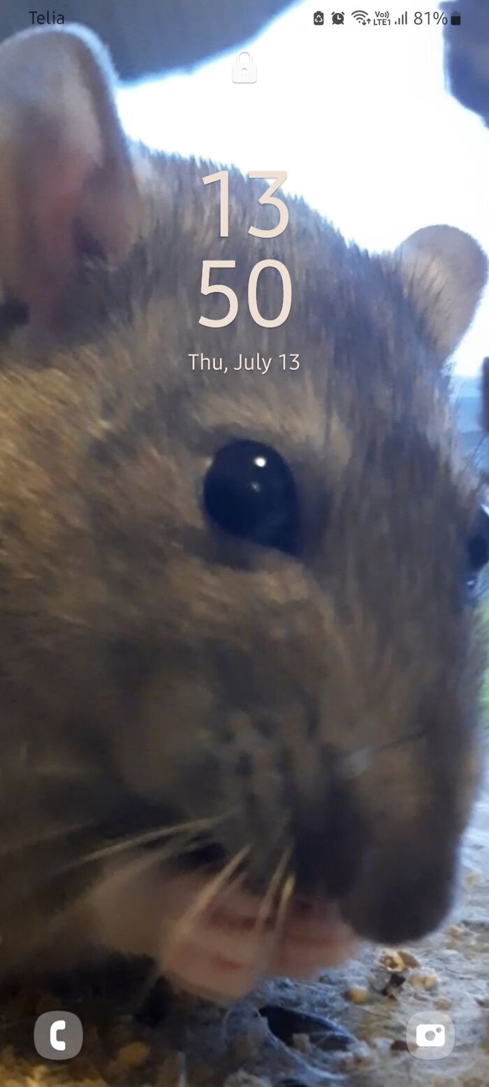 This Is My Rat. She Is My Wallpaper Because I Always Miss Her When I'm Not Home