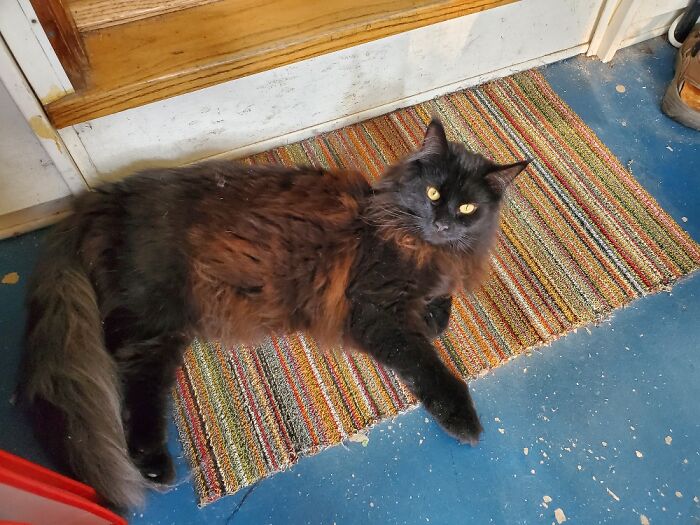 This Idiot. Gosh Do We Love Him!