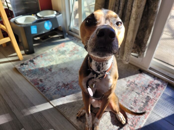 Seymour Had An Injury And His Ears Had To Be Kept Covered. We Used A Panty Hose, He Wasnt Happy