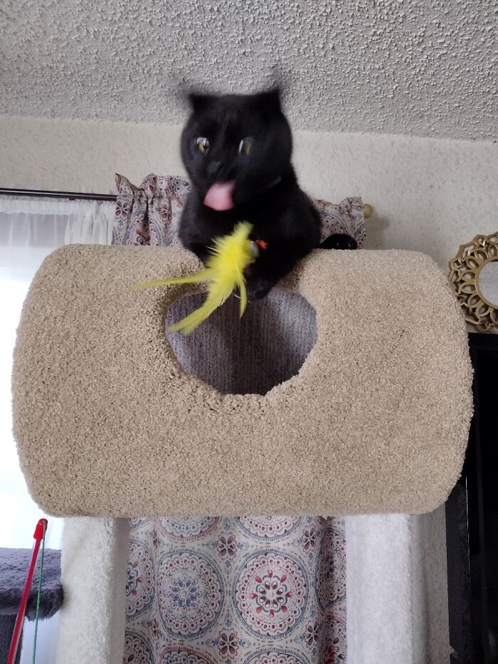 Smudge Goes Full Derp Mode