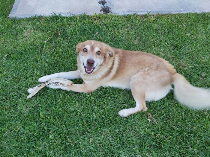 Tasting A Cow Jaw Bone