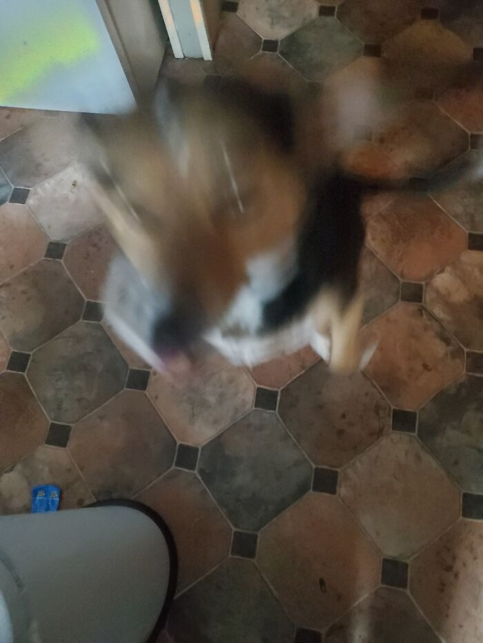 Trying To Make My Dog Sit To Take A Picture, This Is The Result