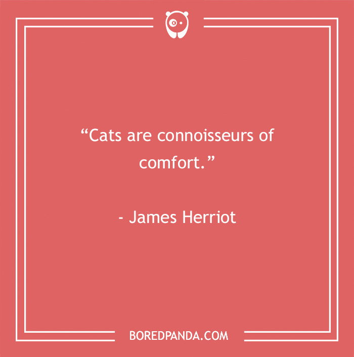 James Herriot quote about cats