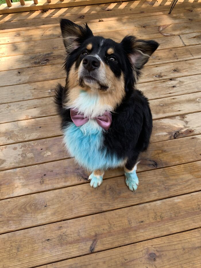 Banjo, Australian Shepherd