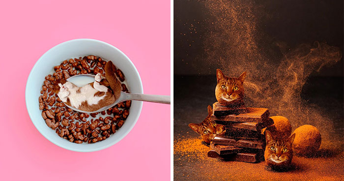 80 Weirdly Delicious Images Of Cats Photoshopped Into Food By This Artist (New Pics)