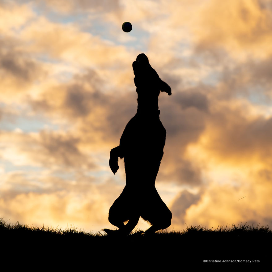 'Ball Play Silhouette' By Christine Johnson