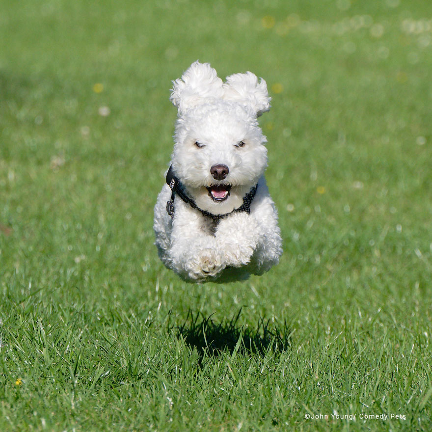 'Flying Poodle' By John Young