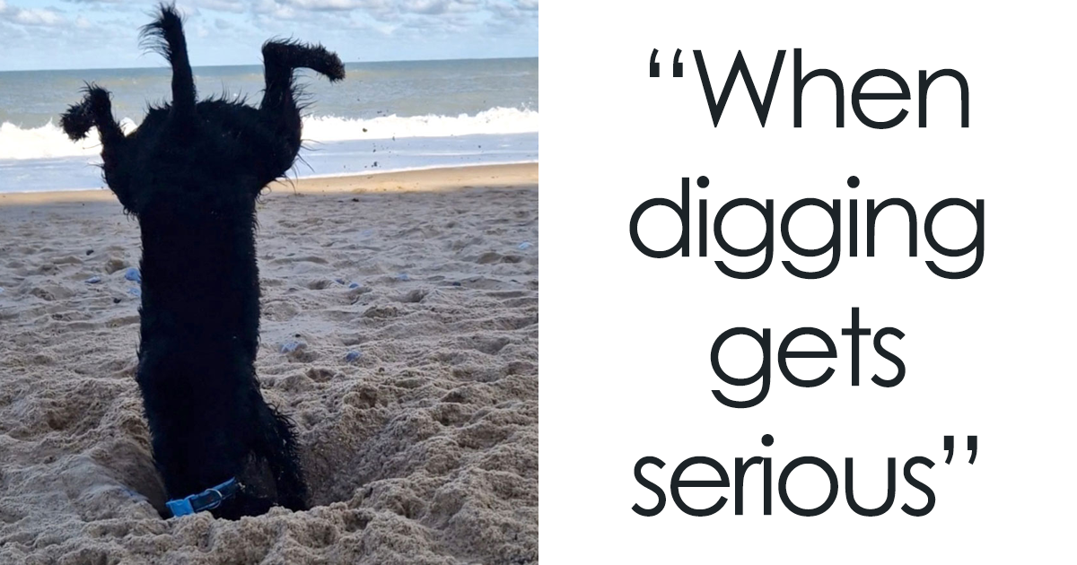 25 Hilarious Finalists From The Comedy Pet Photography Awards 2023 - Vimarsana News