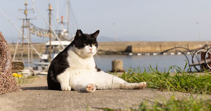 24 Finalists From The Comedy Pet Awards 2023 That Made People Crack Up