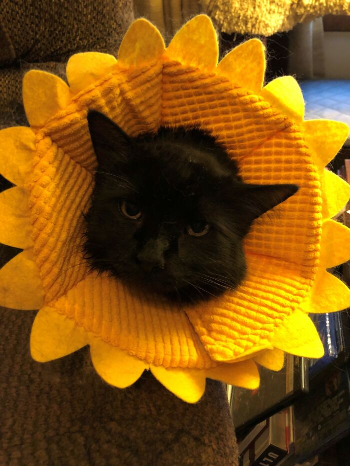 Cookie Is A Delicate Flower