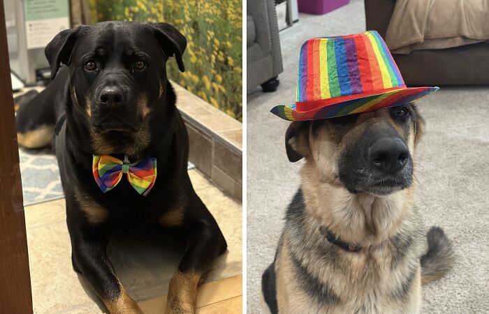 Hey Pandas, Post The Best Pictures Of Your Pets Celebrating Pride (Closed)