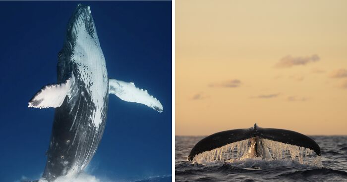 I Captured 5 Epic Humpback Whale Moments During This Season’s Migration