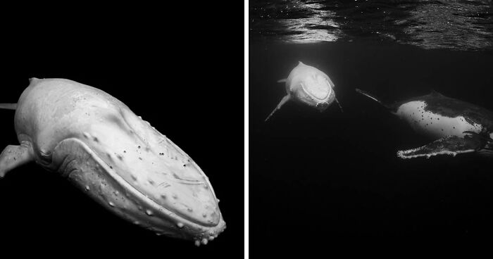 I Photographed The Infamous White Whale Migaloo (4 Pics)