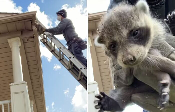 Baby Racoons Got Rescued And Came Back To Mama’s Arm (9 Pics)