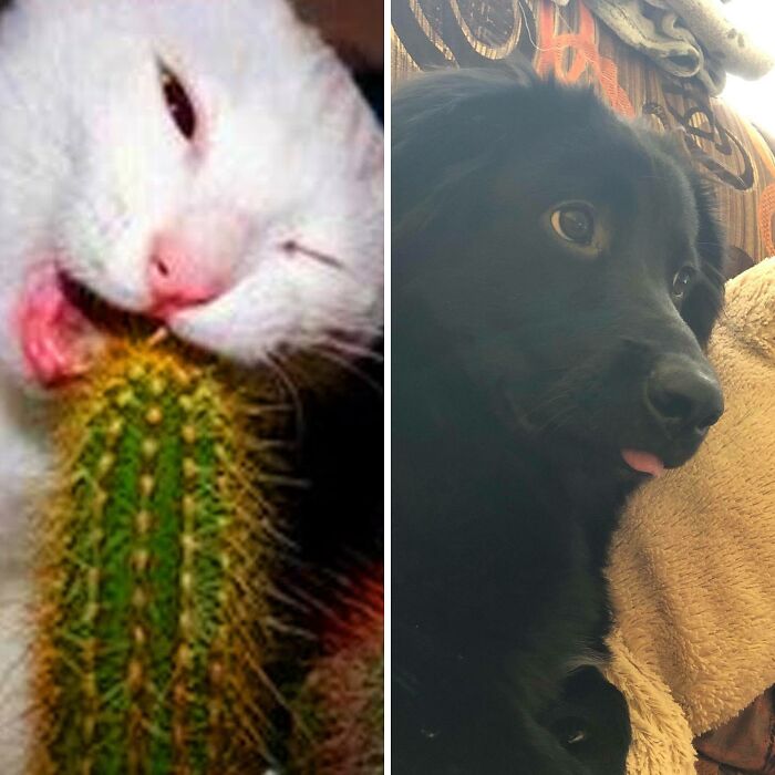 Hey Pandas, Share A Picture Of Your Pet Doing Something Weird (Closed)