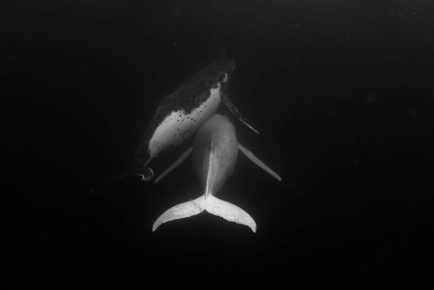 Migaloo And Milo Dance For The Camera