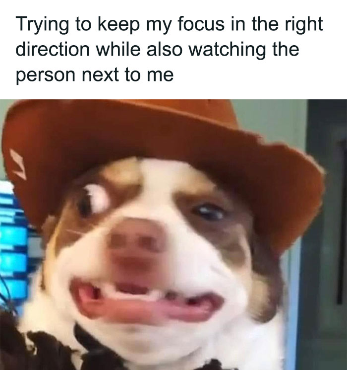 Confused dog with crossed eyes wearing a hat, capturing a funny moment, related to dance memes.
