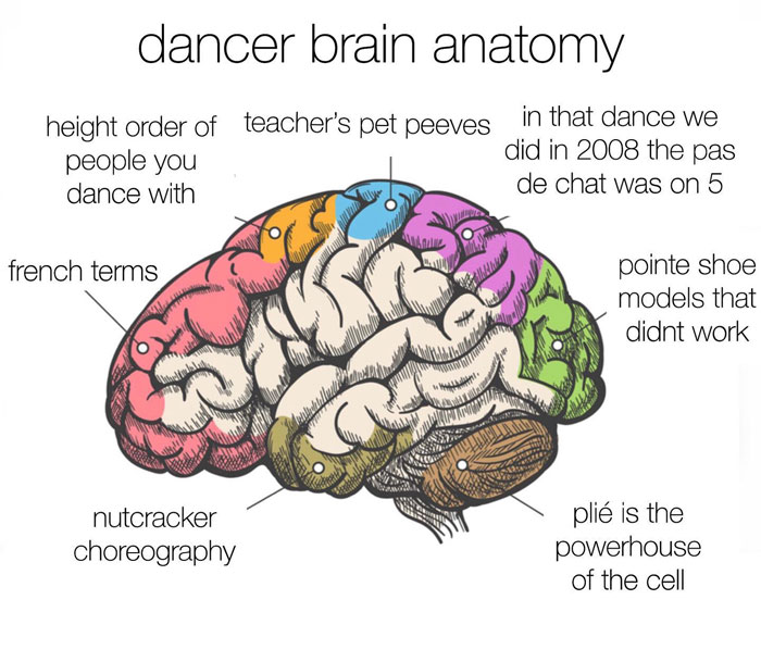 dancer brain anatomy meme