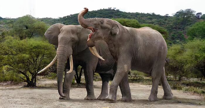 Two large elephants in a natural habitat showcasing size comparisons of extinct species and modern relatives by Roman Uchytel.