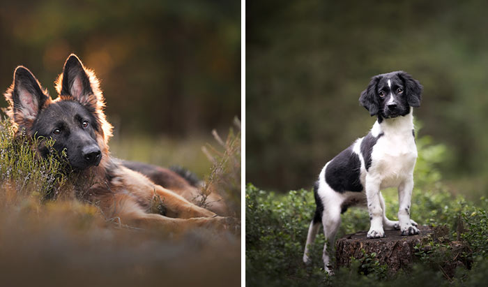 Through The Lens Of A Dog Lover: 15 Of My Favorite Photographs I Took