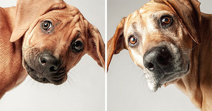 30 Heart-Melting Images Of Pups Growing Old Shown In This Comparison Project By Amanda Jones (New Pics)