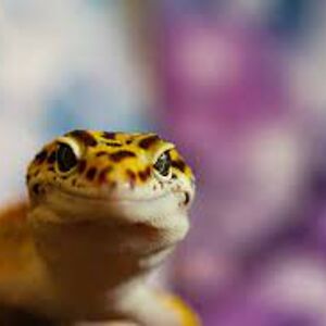the leopard gecko overlord