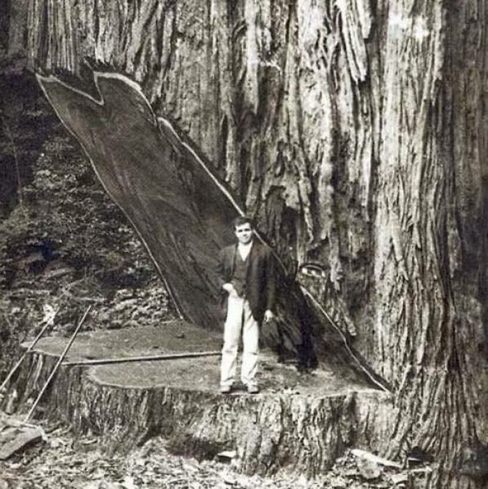 This Giant Sequoia Tree Was Estimated To Be Over 2600 Years Old When It Was Cut Down In The 1890s