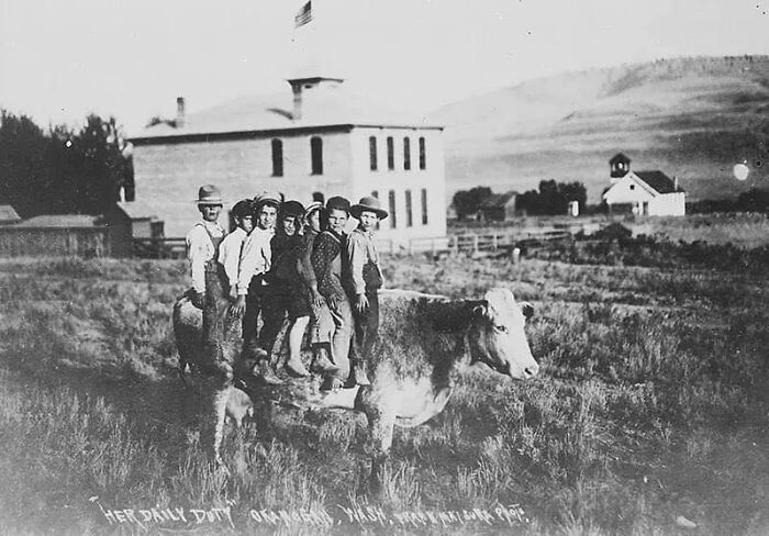 Vaca llevando a 7 niños "al colegio". Washington, 1907