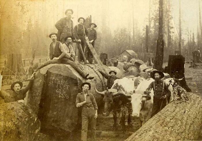 Loggers With Crosscut Saw And Oxen Standing Near A Large Fir Log, Washington State, 1889