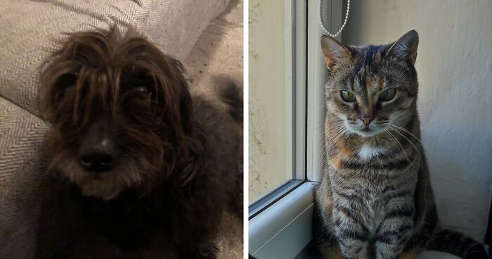 Hey Pandas, Share Something You Have Found And Taken Home (Closed)