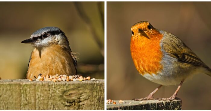 I Am A Photographer And Here Are My 10 Tips For Getting The Best Bird Photos Of Your Life
