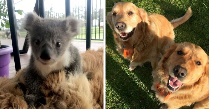 Golden Retriever Saved Abandoned Baby Koala And Brought Him Home With Her (4 Pics)