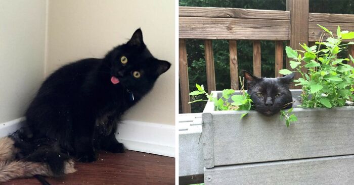 I Collected 9 Moments Of Cats Having Catnip And Cat.exe Crashing Right Afterwards