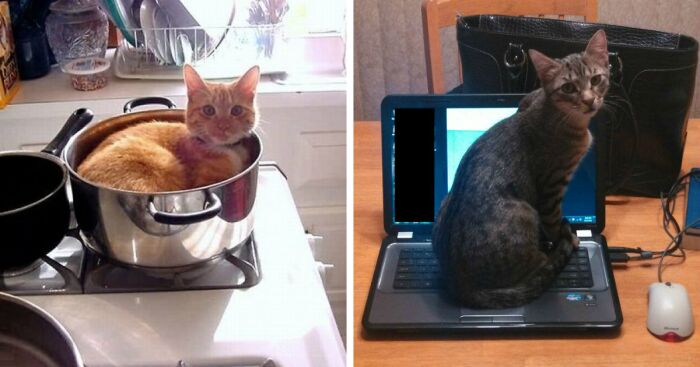 11 Cats Who Exactly Know How To Gain Attention