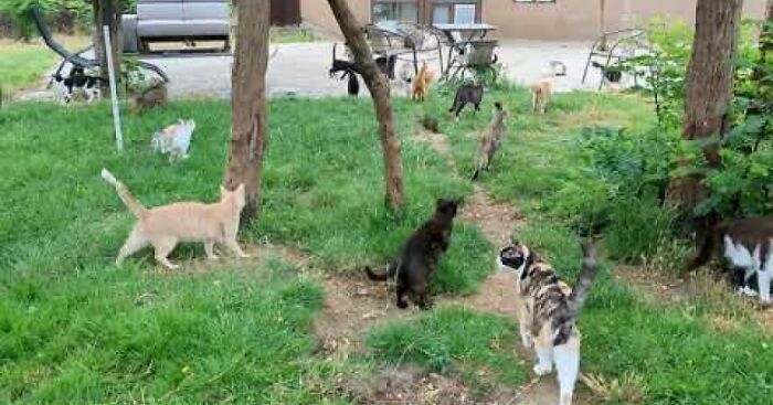 Life In A Cat Sanctuary