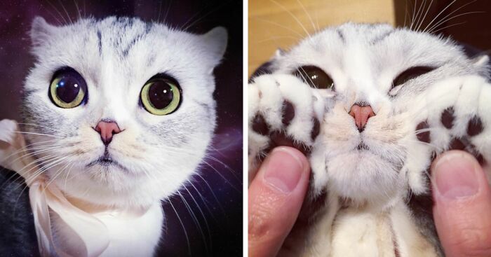 Meet Hana, A Japanese Kitty With Incredibly Big Eyes